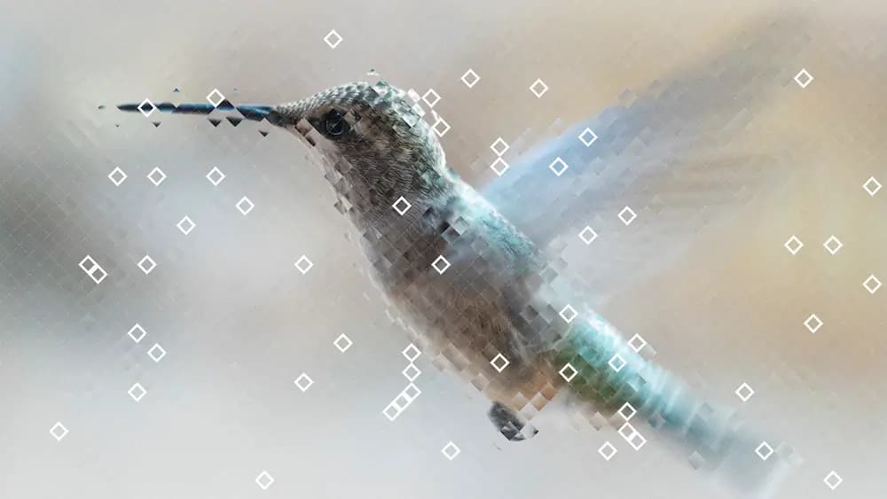 Hummingbird